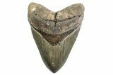 Serrated, Fossil Megalodon Tooth - North Carolina #378057-1
